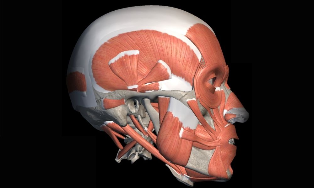 muscle placement of the head